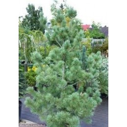Pinus monticola 'Ammerland' - sosna zachodnia