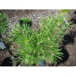 Pinus mugo 'Chameleon' Pinus mugo ' - sosna górska