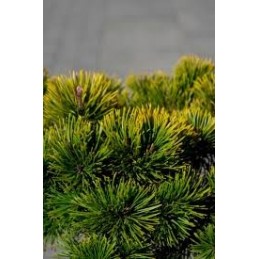 Pinus mugo 'Thomas' - sosna górska