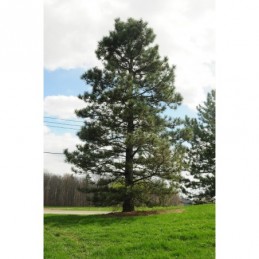 Pinus nigra - sosna Czarna
