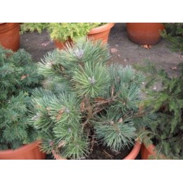 Pinus nigra 'Buda' - sosna czarna