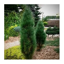 Pinus nigra 'Green Tower' - sosna Czarna