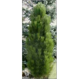 Pinus nigra 'Pyramidalis' - sosna czarna