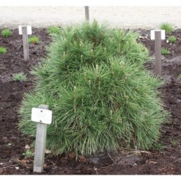 Pinus nigra 'Spielberg' - sosna czarna