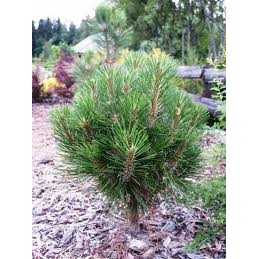 Pinus nigra Rondello - sosna czarna