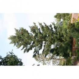 Pinus peuce - sosna rumelijska
