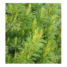 Pinus strobus 'Densa Hill' - sosna wejmutka