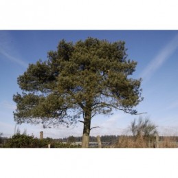Pinus sylvestris - sosna pospolita