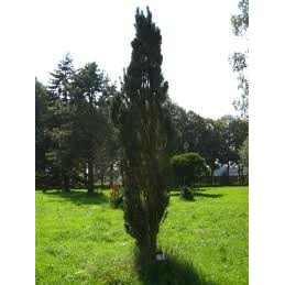Pinus sylvestris 'Fastigiata' - sosna pospolita