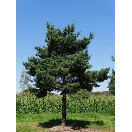 Pinus sylvestris 'Norske Typ' - sosna pospolita bonsai,  talerzy