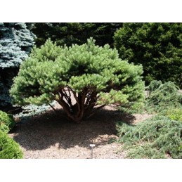 Pinus sylvestris 'Saxatilis' - sosna pospolita