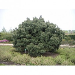 Pinus sylvestris 'Watereri' - sosna pospolita