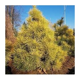 Pinus sylvestris 'Wolting's Gold' - sosna pospolita