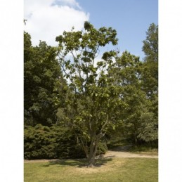Quercus aliena – dąb obcy