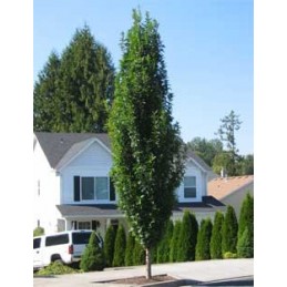 Quercus palustris Green Pillar – Dąb błotny