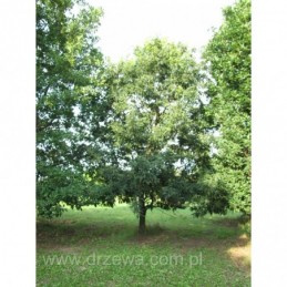 Quercus petraea Mespilifolia – dąb bezszypułkowy