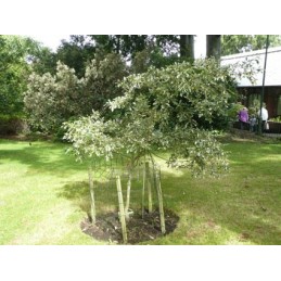 Quercus robur Argenteomarginata – Dąb szypułkowy