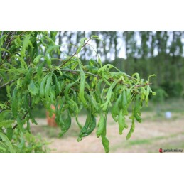 Quercus robur Heterophylla Cucullata – dąb szypułkowy