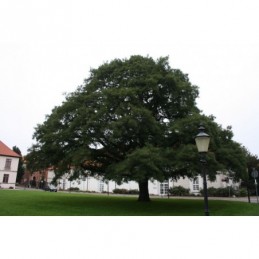 Quercus robur Pectinata – dąb szypułkowy
