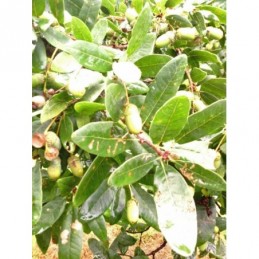 Quercus robur Salicifolia – dąb szypułkowy