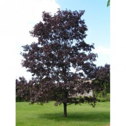 Quercus robur Timuki – dąb szypułkowy