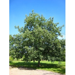 Quercus rubra – dąb czerwony