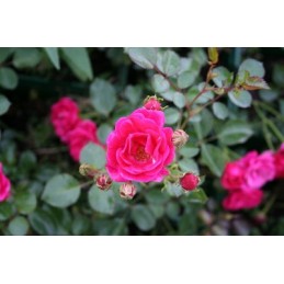 Rosa Rote The Fairy – Róża okrywowa