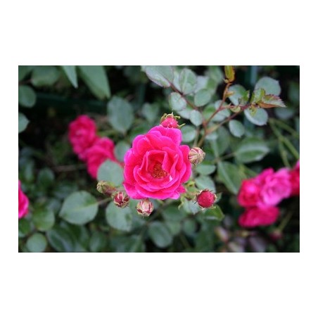 Rosa Rote The Fairy – Róża okrywowa