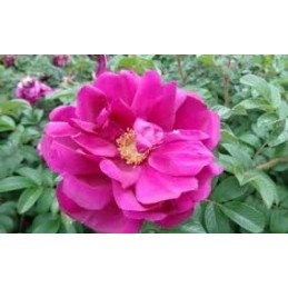Rosa rugosa Emotion – róża pomarszczona
